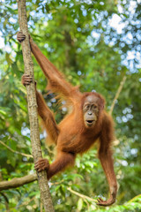 Wall Mural - sumatran orang-utan - pongo abelii, hominid primate from sumatran forests, indonesia.