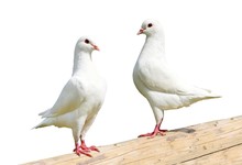 Two White Pigeon