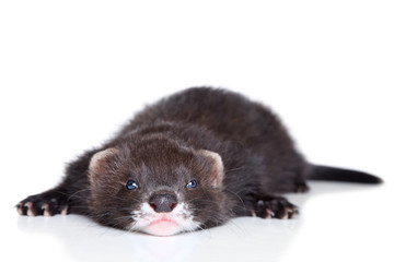 Ferret puppy lying on white background