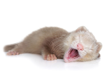 Canvas Print - Ferret puppy yawns lying on a white background