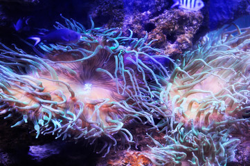 Poster - Beautiful background of the underwater world.