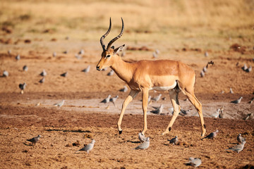 Sticker - Beautiful impala male, Aepyceros melampus.