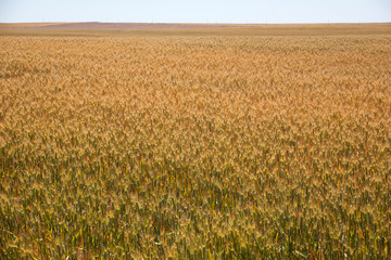 Wall Mural - field of wheat