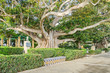Alameda de Apodaca with giant Ficus trees and a bench decorated with Seville ceramic tiles  in Cadiz, Spain