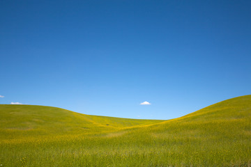 Wall Mural - green field and blue sky