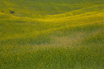 Wall Mural - green field