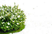 Green Branches Of Ornamental Plants Under Snow