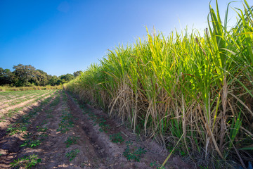 Wall Mural - sugarcane, sugar cane field with spring sky landscape.