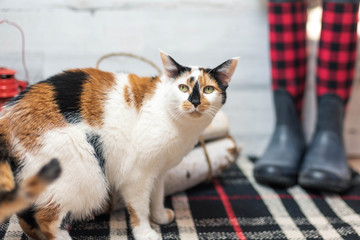 Wall Mural - Calico cat on plaid rug