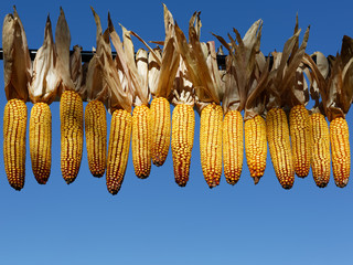 Corn ears cobs hanging in a row over blue sky background