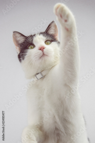 Fotografija  playing cat