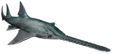 Onchopristis From The Cretaceous Era 3D Illustration