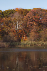 Wall Mural - Fall, autumn foliage in park with reflection in water