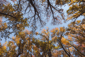 Wall Mural - Lookup on fall, autumn foliage tree tops