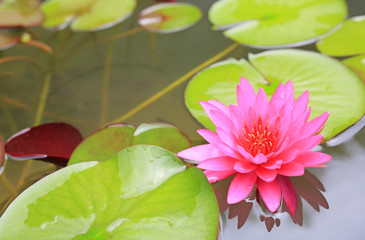 Canvas Print - Beautiful pink Lotus flower in pond, Close-up Water lily and leaf in nature.