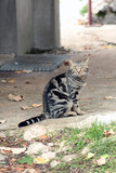 Fototapeta Koty - Big domestic cat