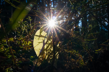 Forest vegetation, illuminated by bright sunshine, photo with high contrast