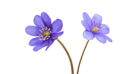 hepatica nobilis isolated