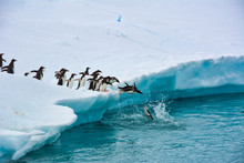 Penguins One After Another Funny Jump Into The Blue Water From A Snow-white Iceberg, Antarctica