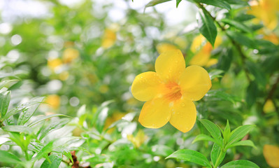 Canvas Print - Allamanda Flowers with rain drop in the summer garden.