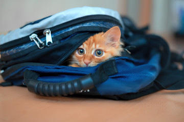 Funny red kitten in a backpack with photographic equipment plays looks sitting.