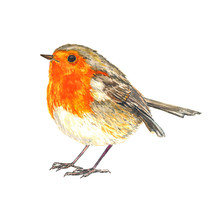 European Robin (Erithacus Rubecula,  Robin Redbreast)  Standing Isolated Watercolor Illustration
