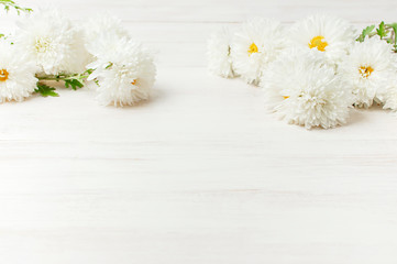 Fotomurales - white autumn chrysanthemum flowers on white wooden background copy space. chrysanthemum wallpaper. f