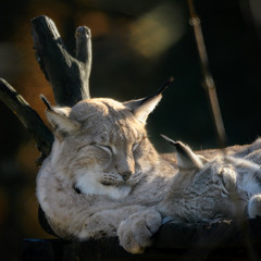 Wall Mural - Luchs (Lynx lynx) 