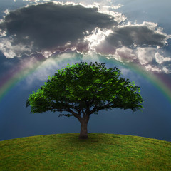 Poster - Green Tree Rainbow