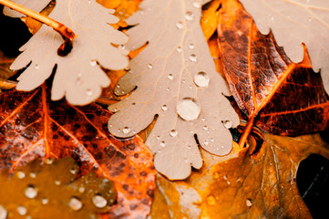 Vivid autumn yellow leaves with water drops close up. Golden fallen leaves in rain. Fall abstract textured background with copy space. Droplets on grass in gold tones.