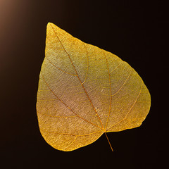 Wall Mural - Macro photo of yellow leaf on a black background with copy space. Beautiful natural layout. Flat lay