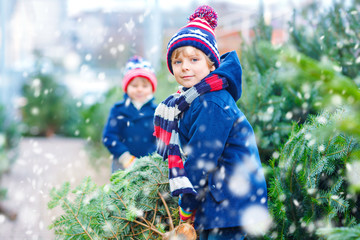 Wall Mural - two little kid boys buying christmas tree in outdoor shop