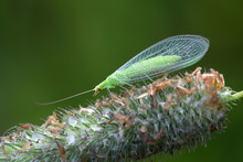 Common Green Lacewing, Chrysoperla Carnea, Beneficial Predator Of Aphids