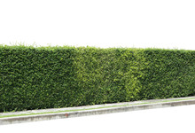 Green Hedge Or Green Leaves Wall On Isolated,Objects With Clipping Paths