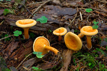 Hygrophoropsis Aurantiaca, Commonly Known As The False Chanterelle