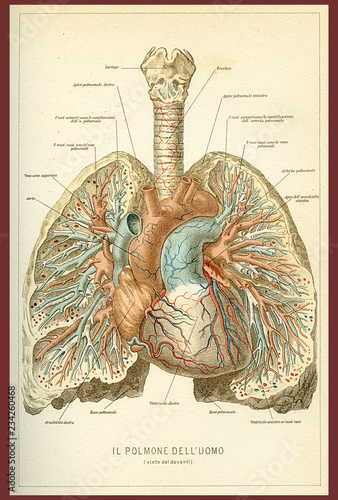 Vintage Color Table Of Anatomy Human Lungs And Heart Blood
