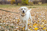 Fototapeta Pokój dzieciecy - yellow labrador in the park in autumn walk on a leash