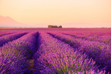 Fototapeta Kwiaty - Lavender field Provence France selective focus