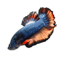 Wall Mural - Betta fish, siamese fighting fish, betta splendens isolated on white background