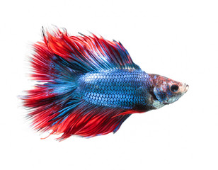 Sticker - Betta fish, siamese fighting fish, betta splendens (Fullmoon betta.)isolated on white background.