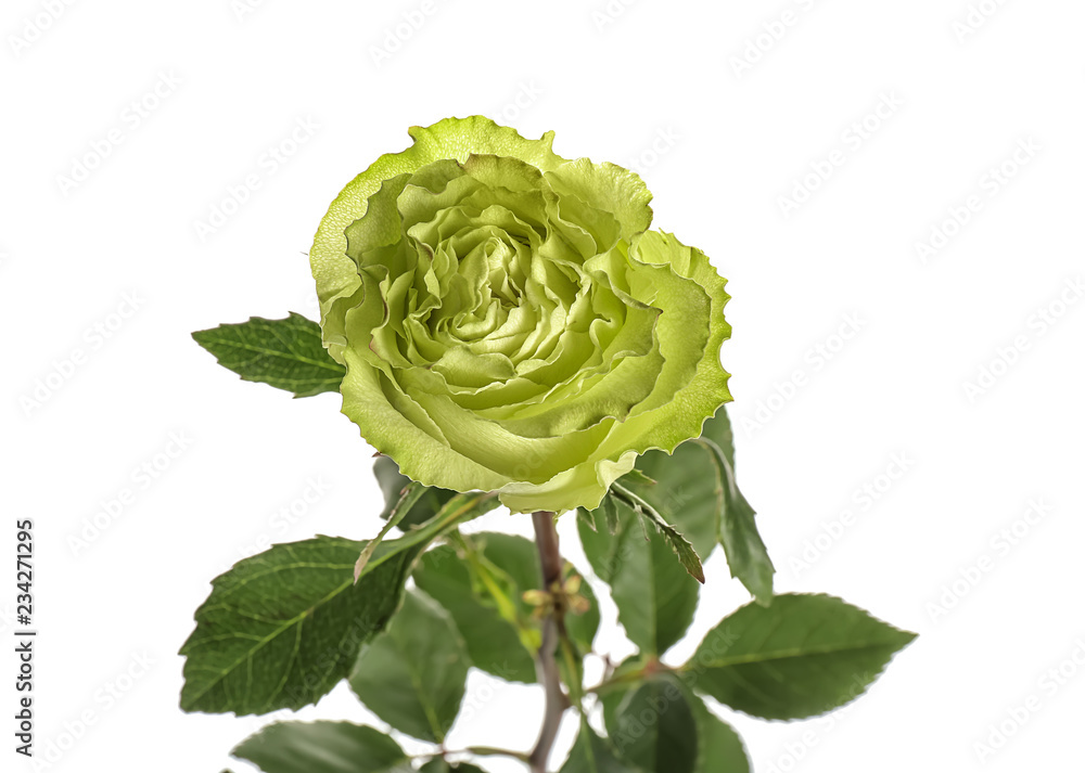 Beautiful green rose on white background