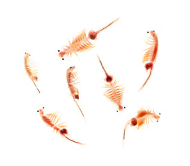 artemia plankton isolated on white background