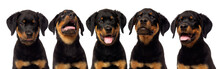 Rottweiler Puppy Portrait On A White Background