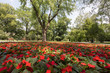 Red flowers blooming in a park
