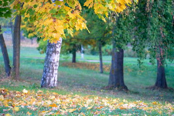 Wall Mural - Tree branches with yellow autumn leaves