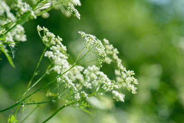 Anise flower field. Food and drinks ingredient.