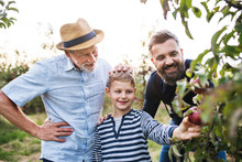 Small Boy With Father And Grandfather Picking Apples In Orchard In Autumn.