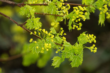 spring branch of green maple