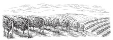 Vine Plantation Hills, Trees, Clouds On The Horizon Vector Illustration