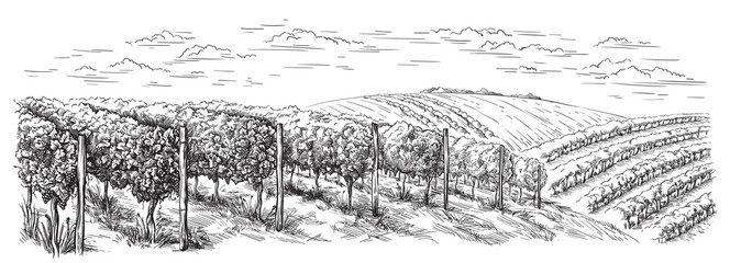 vine plantation hills, trees, clouds on the horizon vector illustration